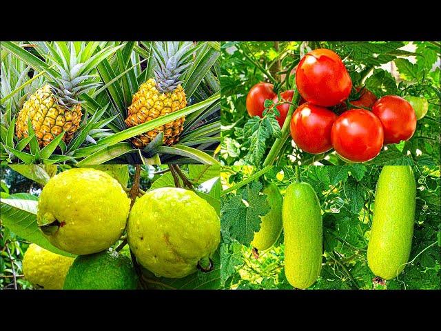 AMAZING HARVESTING papaya and Sapodilla fruit to market sell/Fruit recipes Fruit food