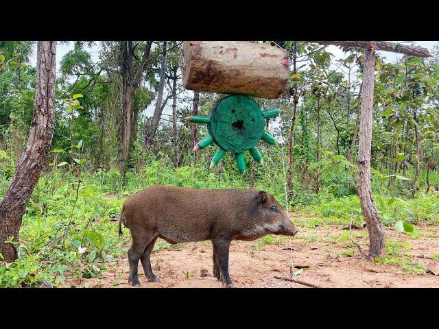 Creative Unique Wild Pig Trap Using Wood - Best Wild Pig Trap#shortvideo #wildpig #WildboarTrapping