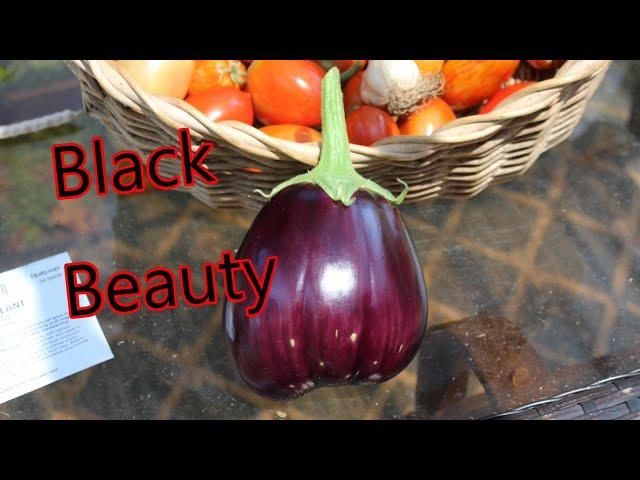 Growing Black Beauty Eggplant