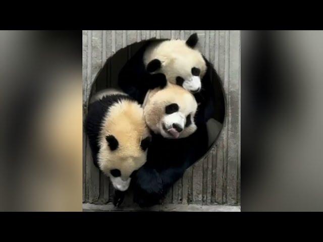 Panda Rui Rui and Babies in Shenshuping EP 4 #panda #pandafamily #pandalove #momandbaby #shenshuping