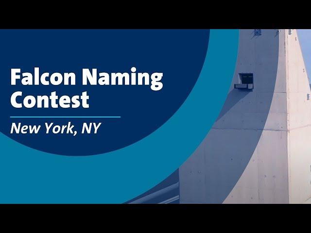 New York Falcon Naming Contest 2024