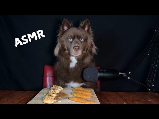 Dog ASMR Husky Eating Chicken Breast VS Chicken Tenders Siberian Husky Food Review