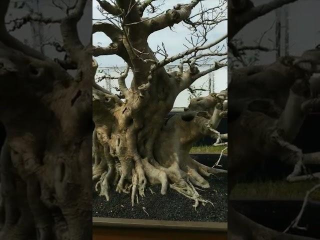 Bonsai amplas putih super istimewa ( PAMNAS  majalengka )