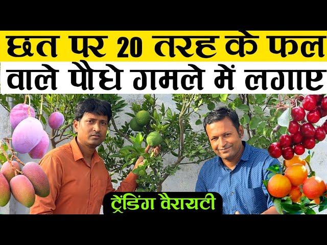 छत पर 20 तरह के फल वाले पौधे गमले में लगाएं | 20 Fruit Plant In Terrace Garden