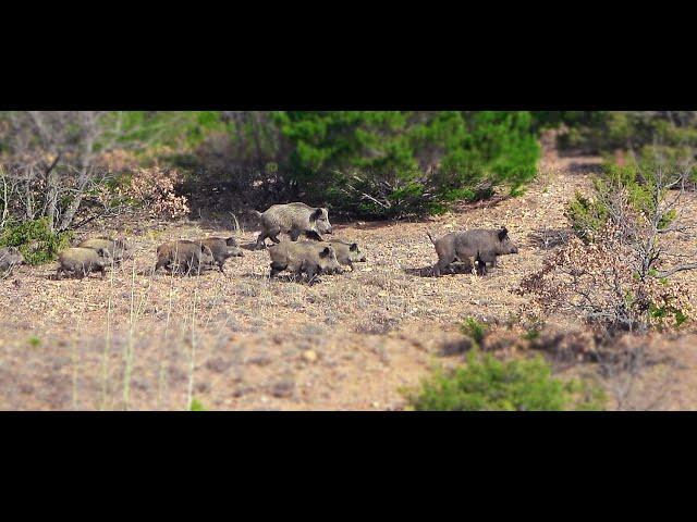 Anadolu'da Muhteşem Bir Domuz Avı 1 / A Magnificent Wild Boar Hunt in Anatolia