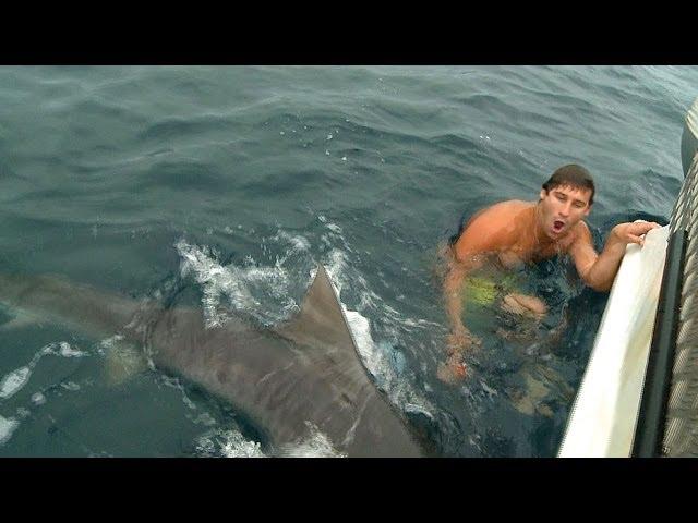 SHARK ATTACK NEAR MISS GOLD COAST