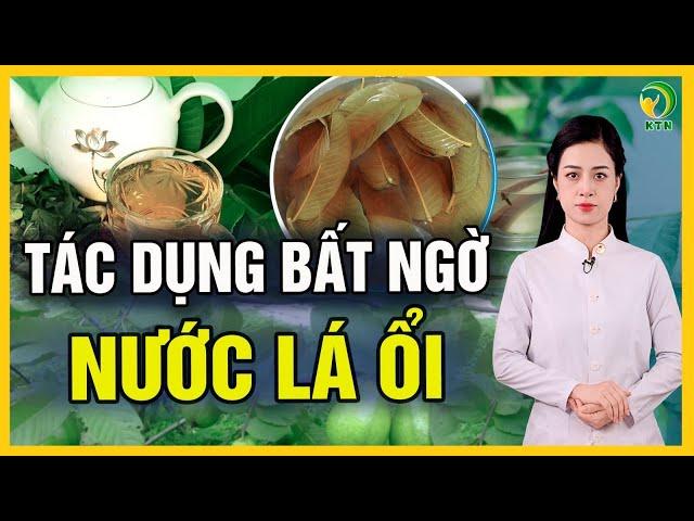 Chuyện gì xảy ra nếu uống nước lá ổi mỗi ngày? - KHỎE TỰ NHIÊN