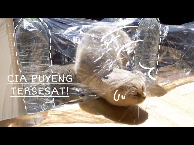 Kucing British Shorthair Melewati Rintangan - Invisible Maze - Cia Cat Diary