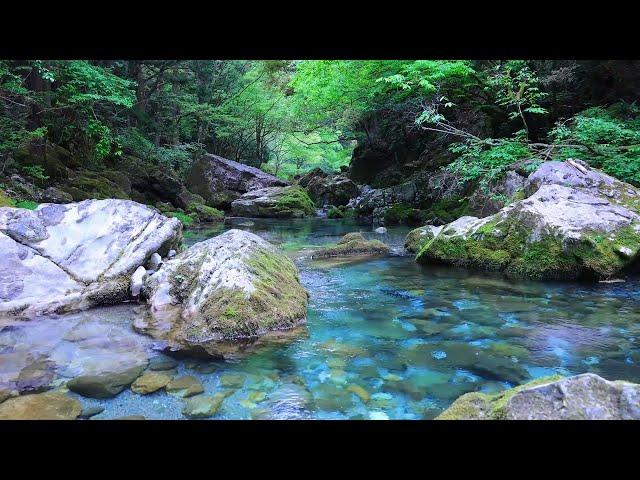 The sound of a clear blue and clear river, the chirping of birds [study, sleep, relaxation, ASMR]