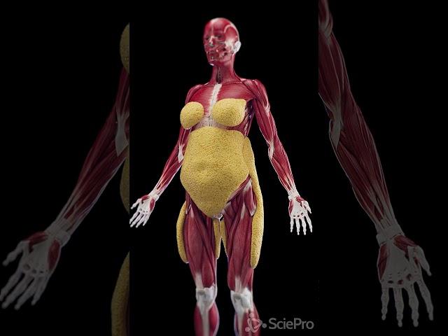 Understanding Subcutaneous Fat in Women  #anatomy #meded #3danimation