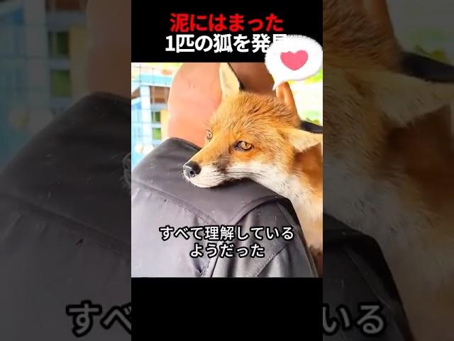 A man who helped a fox stuck in the mud...