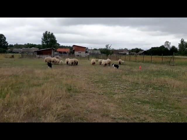 kisses of Angel border collies Herding sheep- farm work