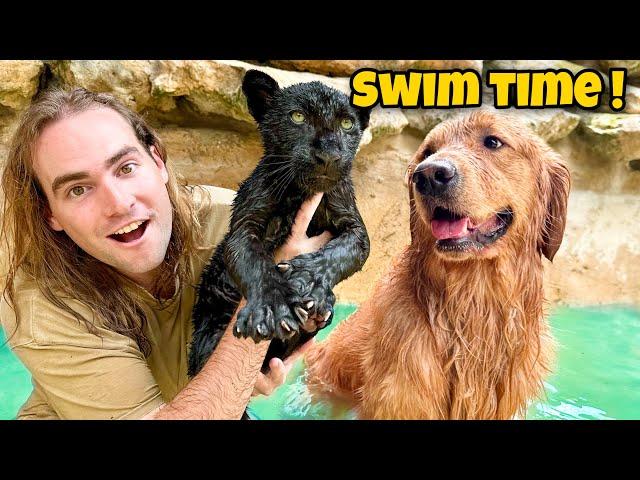 TEACHING BABY BLACK JAGUAR HOW TO SWIM ! WHAT HAPPENS ?!