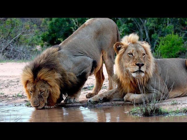 Two Male Lions Form a Powerful New Bond