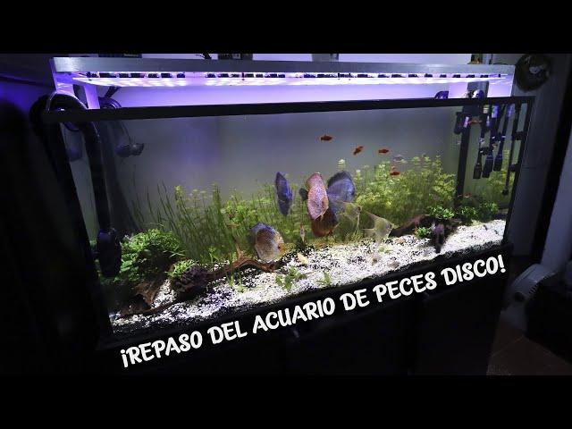 REVIEW OF THE 450 LITRE DISCUS FISH AQUARIUM AcuariosLP