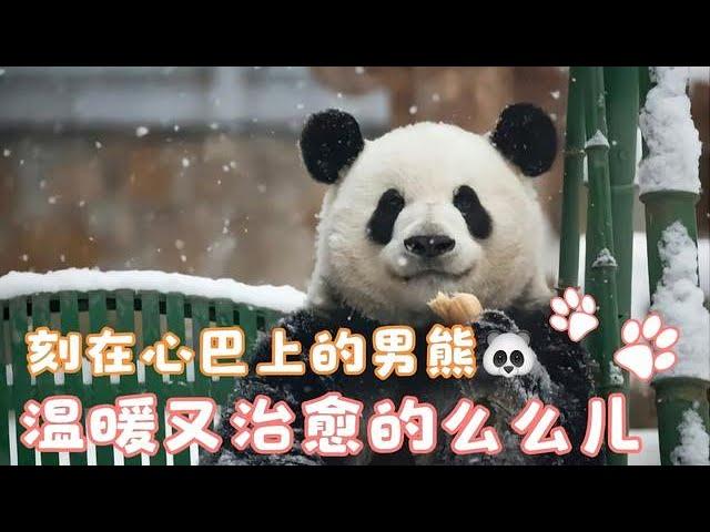 [Cute Panda] The top star of the panda world, the super-behaved Mooran!