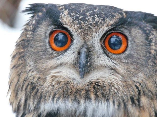 huhuuuuu! Uhu, European Eagle-Owl, der Ruf der Eule