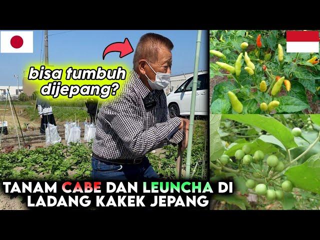 DEMI CUCU INDONESIA LADANG KAKEK BERUBAH JADI TANAMAN SAYUR INDONESIA