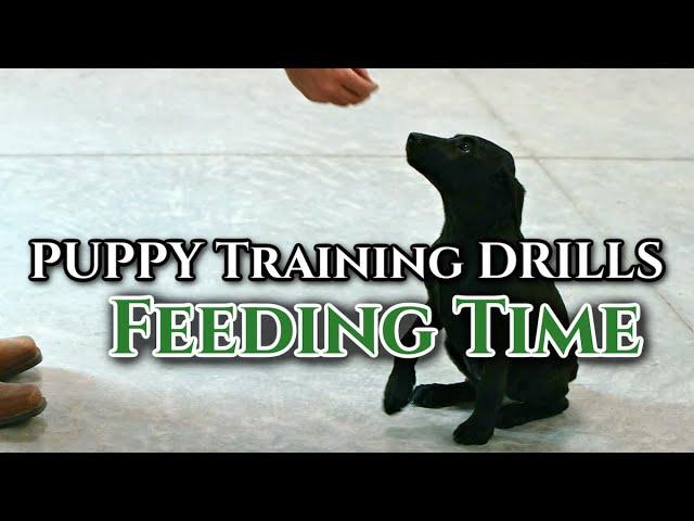 Puppy Training to Sit, Stay, and Early Retrieve at Feeding Time