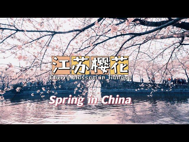 【Spring in China】江苏无锡：太湖樱花如梦似幻/Cherry blossoms in Taihu Lake are like adream