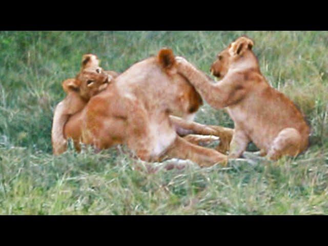 Mommy Lions Overpowered by Energetic Cubs
