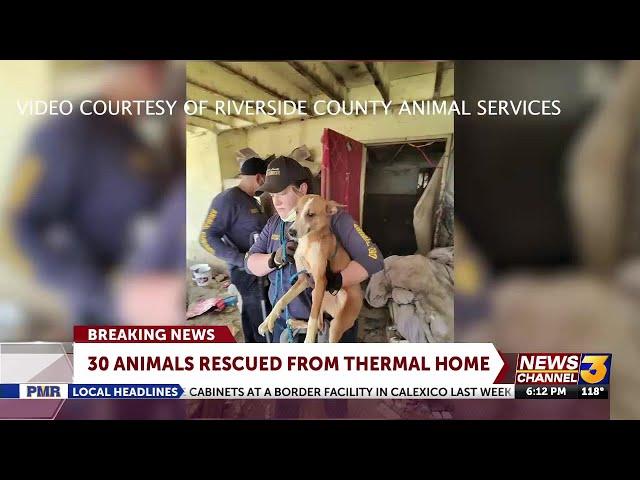 Dozens of dogs rescued from captivity at home in the Thermal, almost 20 dead