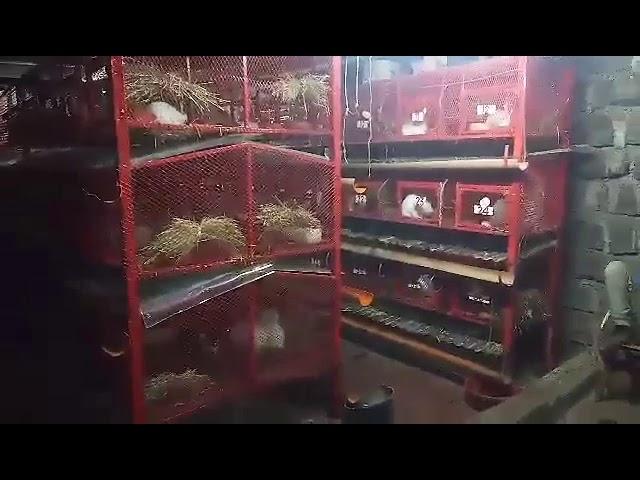 KIBUKU RABBIT FARM MODERN CAGES