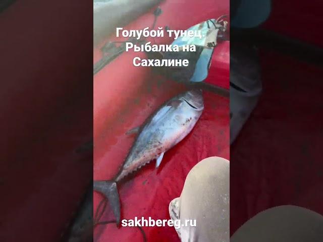 Голубой тунец. Рыбалка на острове Сахалин. #сахалин #туризм #рыбалка #тунец