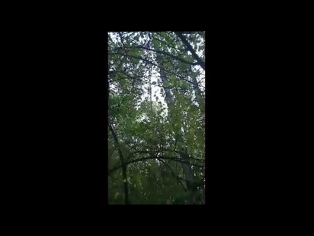 Voice of bird