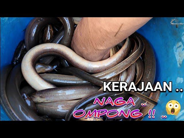 IKAN INI TERNYATA SANGAT ENAK .. MURAHH,.. DAN SANGAT BERGIZI TINGGI ..  ..