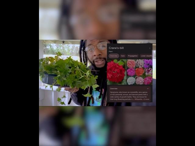 Geraniums aka “Crane’s Bill”  #rootdandrhizo #herbs #wildherbs #foraging #explore #houston