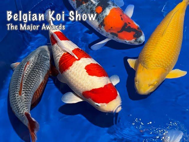 The BEST of the BEST at the Belgian Koi Show! | All Major award winning Koi | in 4K