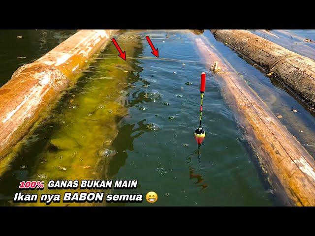 GANAS BUKAN MAIN IKAN LOHAN NYA BABON  SEMUA || mancing ikan red devil