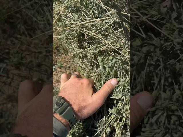 Checking/baling alfalfa