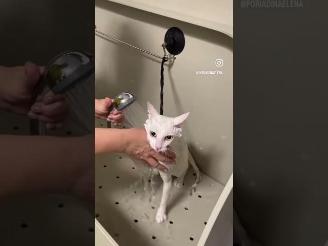 Муся #клиенты #линька #уходзаживотными #мурино #девяткино