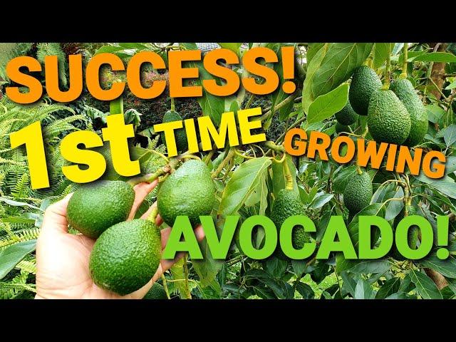 MY Easy TIPS For Growing Avocado  Successfully 