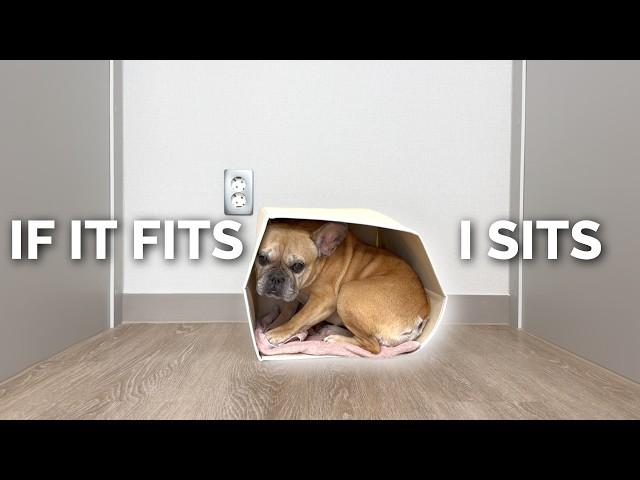 When A French Bulldog Thinks It's A Cat l IF IT FITS I SITS