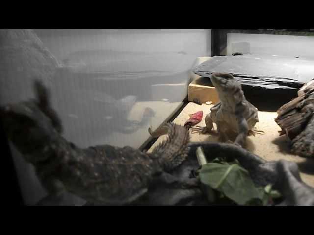 Bébé Uromastix de l'Élevage Lisard