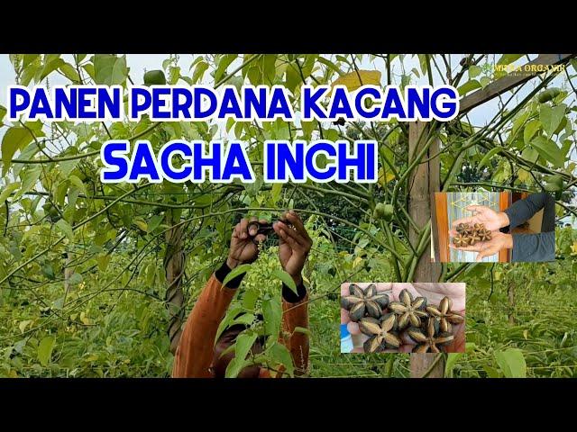 Panen Perdana Kacang Sacha Inchi ~ Mitra Organik