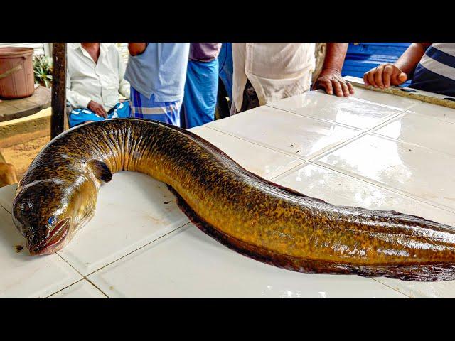 Never Seen!!! 5Kg Live Eel Fish Cutting & Cleaning Skills | Amazing Moray Eel Excellent Fish Cutting