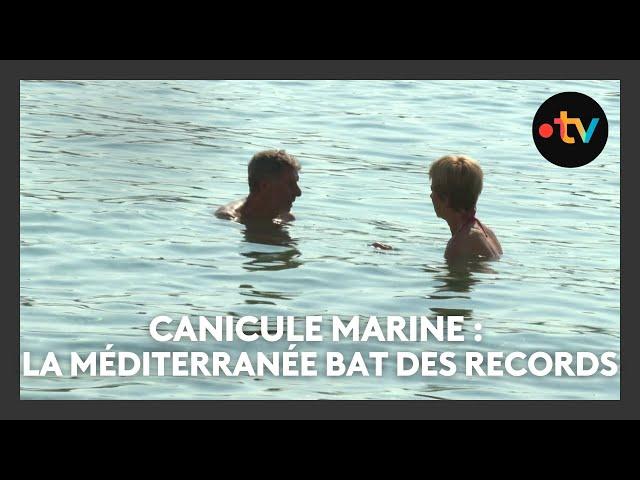 Canicule marine : la Méditerranée se réchauffe et les organismes marins souffrent