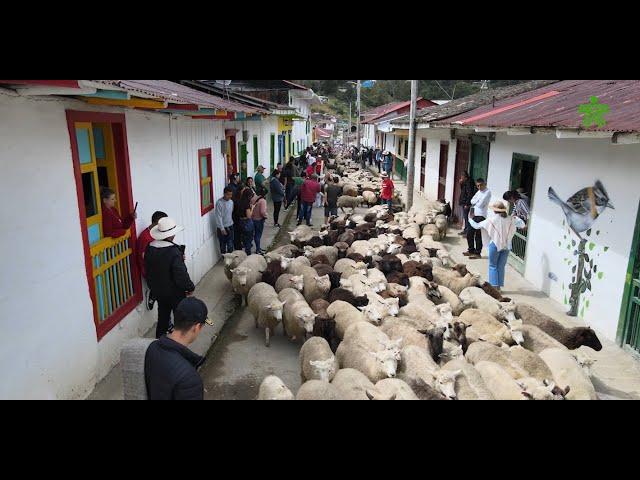 Marulanda - Caldas,  Festival de la Lana, tierra de Tradiciones.