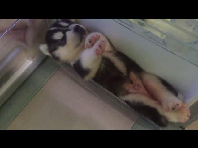 Husky Puppies Chilling in Fridge