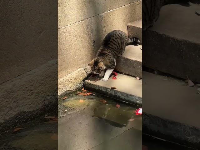 Poor Kitty!  This Cat's Stress Levels Are Off The Charts