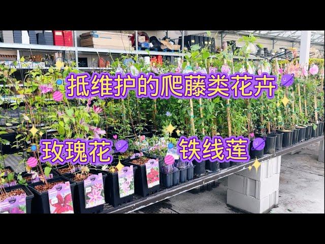 Rona新上架的爬藤类花卉，六刀一棵的铁线莲又来了。【莎拉养花】