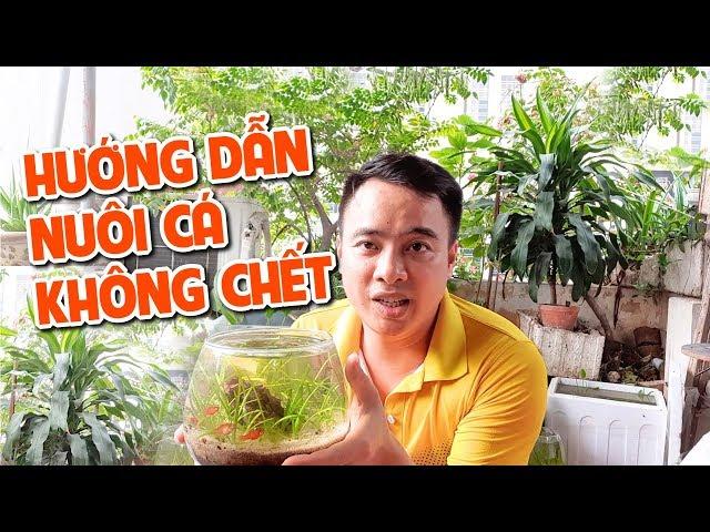 Hướng dẫn nuôi cá không chết I Nắng Aquarium_Guide to raising fish not dead