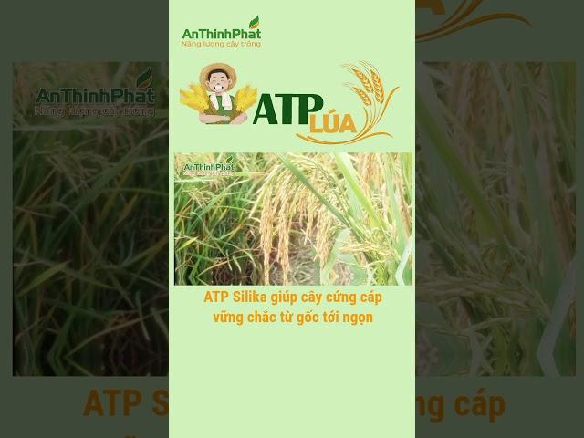 ATP SILIKA GIÚP CÂY CỨNG CÁP - VỮNG CHẮC TỪ GỐC TỚI NGỌN | An Thịnh Phát