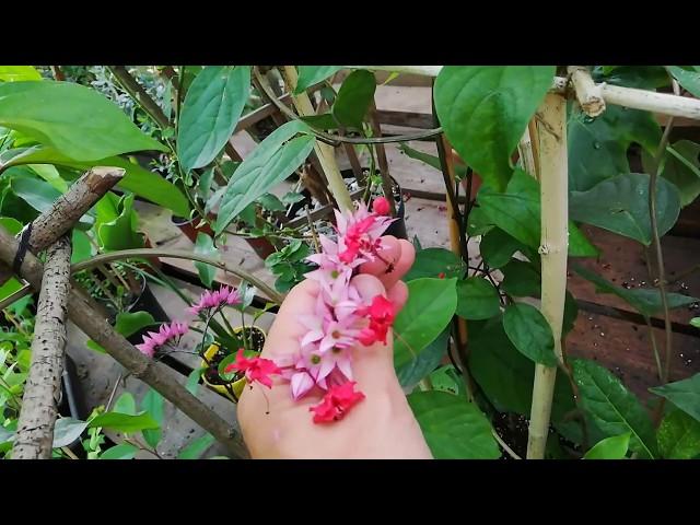 Клеродендрум прекрасный. Clerodendrum speciosum, Clerodendrum delectum