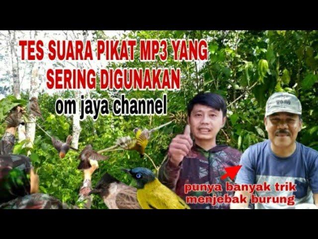 PIKAT MP3 ANDALAN JAYA CHANNEL SANGAT AMPUH‼BUKTIKAN‼ #mikatburung #caramikatburung