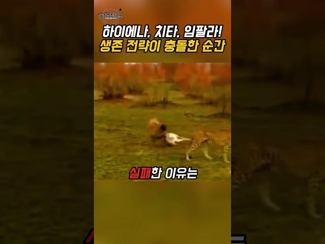 하이에나가 먹이 탈취에 실패한 이유 - 포식자 판단 전략 해설